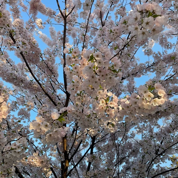 Meet your Posher, Gaby - Picture 1 of 1